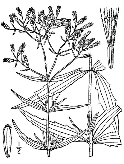 image of Eupatorium torreyanum, Torrey's Thoroughwort, Torrey's Eupatorium