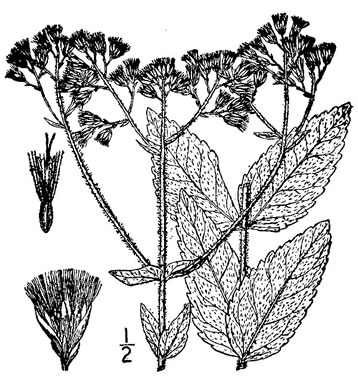 image of Eupatorium rotundifolium, Common Roundleaf Boneset, Common Roundleaf Thoroughwort, Common Roundleaf Eupatorium