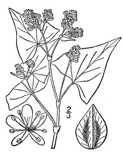 image of Fagopyrum esculentum, Buckwheat