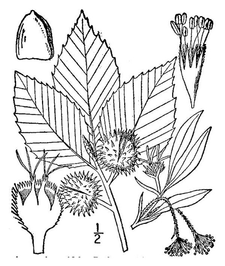 image of Fagus grandifolia +, American Beech