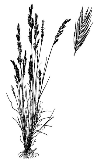 drawing of Festuca octoflora var. octoflora, Southern Six-weeks Fescue