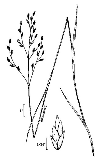 image of Festuca subverticillata, Nodding Fescue