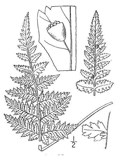 image of Cystopteris bulbifera, Bulblet Bladder Fern, Bulblet Fern