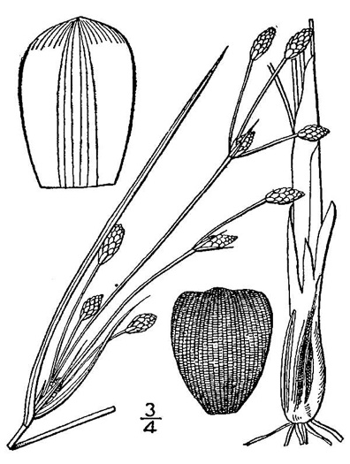 drawing of Fimbristylis castanea, Marsh Fimbry