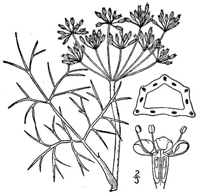 drawing of Foeniculum vulgare, Fennel
