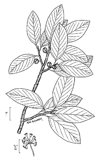 drawing of Frangula caroliniana, Carolina Buckthorn, Polecat-tree, Indian Currant, Indian-cherry