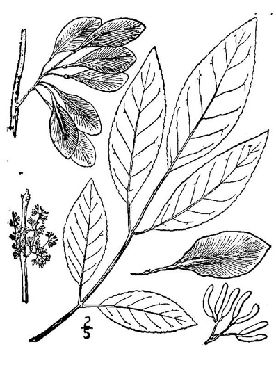 drawing of Fraxinus caroliniana, Carolina Ash, Water Ash, Pop Ash