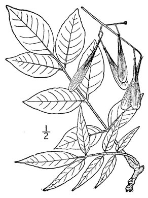 image of Fraxinus profunda, Pumpkin Ash