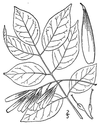 drawing of Fraxinus pennsylvanica, Green Ash, Red Ash