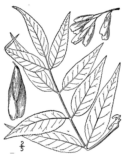 drawing of Fraxinus quadrangulata, Blue Ash