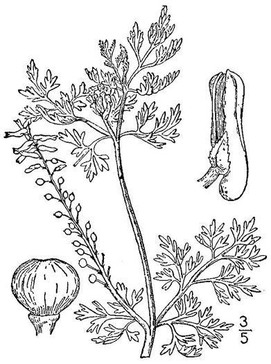 Fumaria officinalis, Fumitory, Earthsmoke