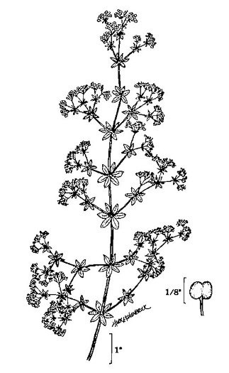 image of Galium asprellum, Rough Bedstraw