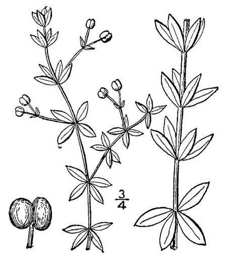 drawing of Galium circaezans, Forest Bedstraw, Licorice Bedstraw