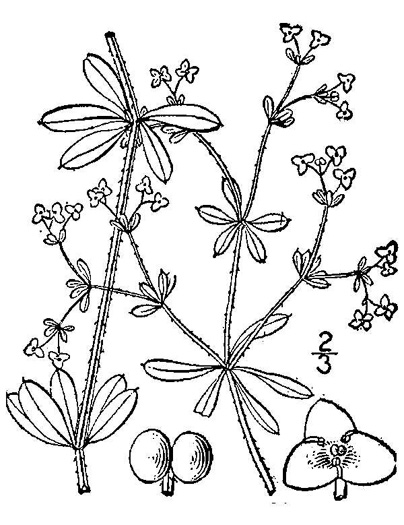 drawing of Galium tinctorium +, Stiff Marsh Bedstraw, Dye Bedstraw, Three-lobed Bedstraw