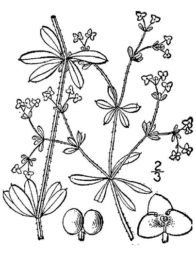 image of Galium tinctorium +, Stiff Marsh Bedstraw, Dye Bedstraw, Three-lobed Bedstraw