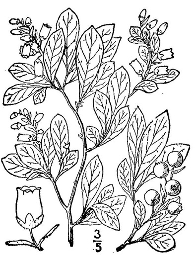 drawing of Gaylussacia dumosa, Southern Dwarf Huckleberry