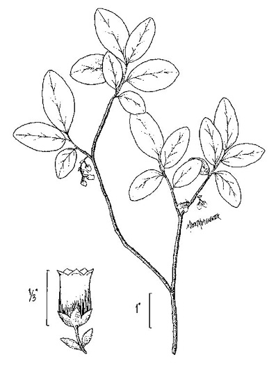 image of Gaylussacia dumosa, Southern Dwarf Huckleberry