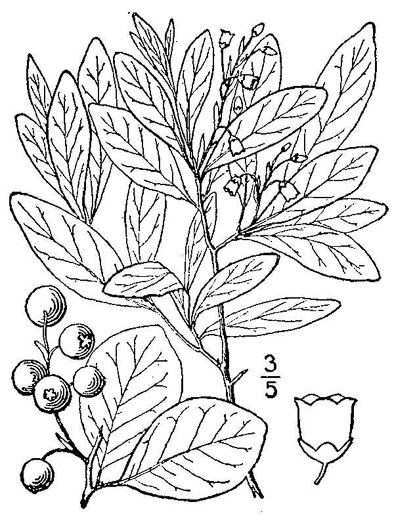 image of Gaylussacia frondosa, Dangleberry