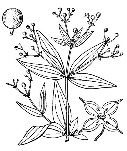 drawing of Galium latifolium, Purple Bedstraw, Wideleaf Bedstraw