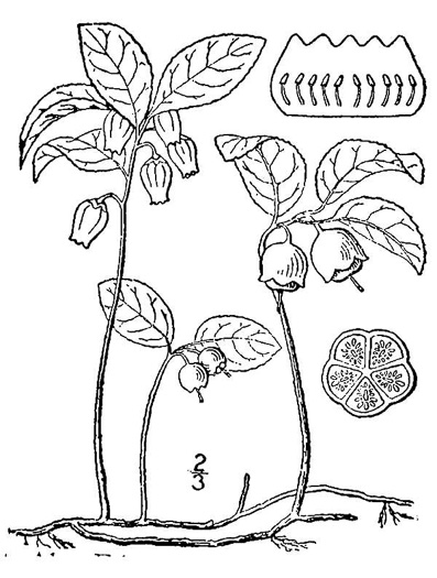 image of Gaultheria procumbens, Wintergreen, Teaberry