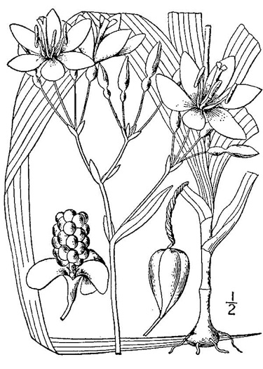 drawing of Iris domestica, Blackberry-lily