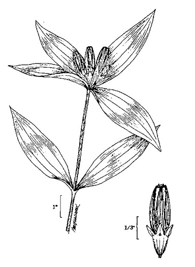image of Gentiana clausa, Meadow Closed Gentian, Meadow Bottle Gentian