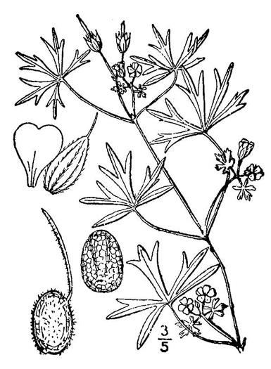 image of Geranium dissectum, Cutleaf Cranesbill