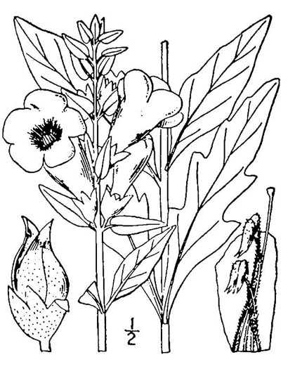 drawing of Aureolaria flava, Smooth False Foxglove, Smooth Oak-leach, Smooth Yellow False Foxglove