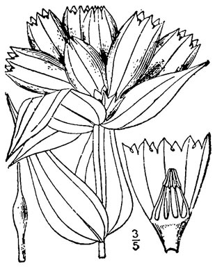 image of Gentiana alba, Pale Gentian, Plain Gentian