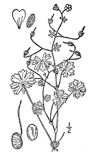 drawing of Geranium molle, Dove's-foot Cranesbill