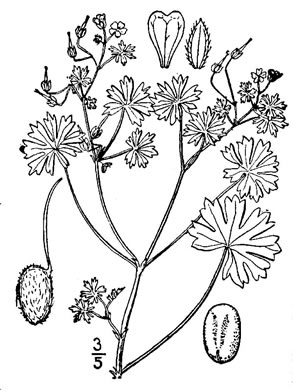 drawing of Geranium pusillum, Small-flowered Cranesbill