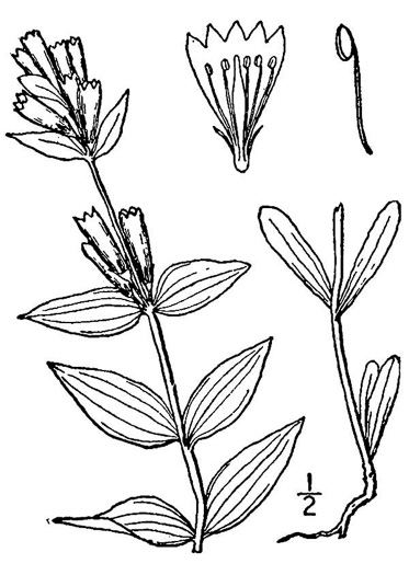 drawing of Gentianella quinquefolia, Stiff Gentian, Appalachian Gentianella, Fivefinger Gentian, Eastern Agueweed