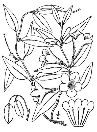 drawing of Gelsemium sempervirens, Carolina Jessamine, Yellow Jessamine