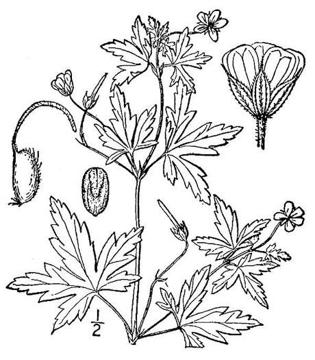 drawing of Geranium sibiricum, Siberian Cranesbill