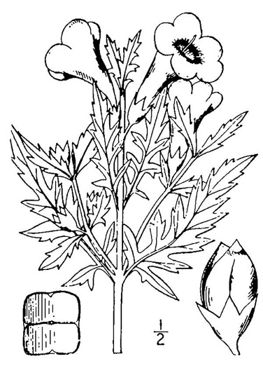 drawing of Aureolaria virginica, Downy False Foxglove, Downy Oak-leach, Virginia Oak-leach, Downy Yellow False Foxglove
