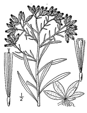 image of Pseudognaphalium obtusifolium, Fragrant Rabbit Tobacco, Sweet Everlasting, Catfoot