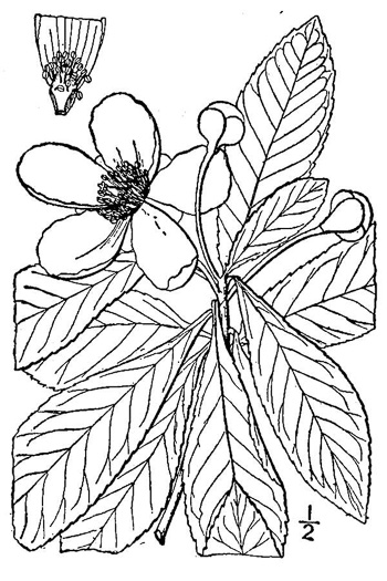 image of Gordonia lasianthus, Loblolly Bay, Gordonia