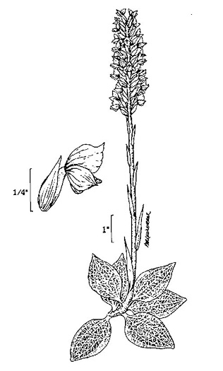 drawing of Goodyera pubescens, Downy Rattlesnake-orchid, Downy Rattlesnake-plantain