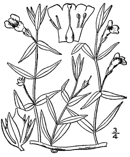 drawing of Gratiola lutea, Yellow Hedge-hyssop, Golden-pert, Golden Hedge-hyssop