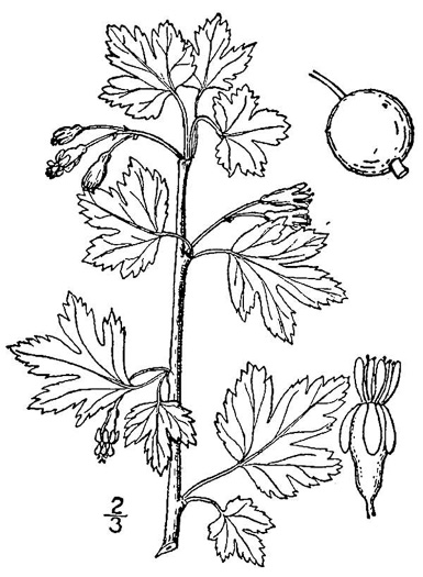 drawing of Ribes hirtellum, Northern Gooseberry
