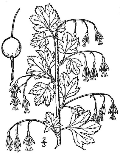 drawing of Ribes missouriense, Missouri Gooseberry
