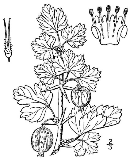 drawing of Ribes uva-crispa, Garden Gooseberry, European Gooseberry