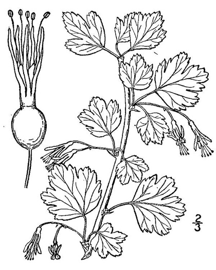 drawing of Ribes rotundifolium, Roundleaf Gooseberry, Appalachian Gooseberry