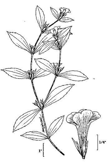 drawing of Gratiola virginiana, Roundfruit Hedge-hyssop, Virginia Hedge-hyssop