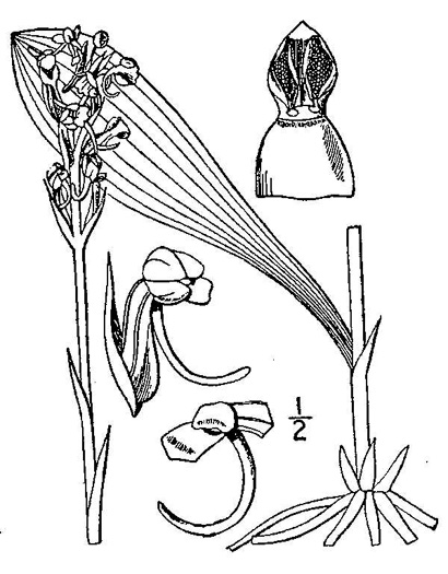 drawing of Platanthera clavellata, Small Green Wood Orchid, Club-spur Orchid, Woodland Orchid, Streamhead Orchid