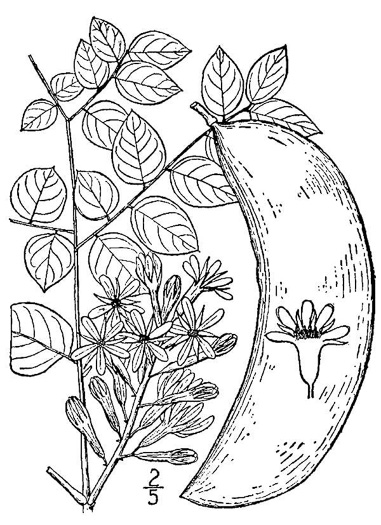 drawing of Gymnocladus dioicus, Kentucky Coffeetree