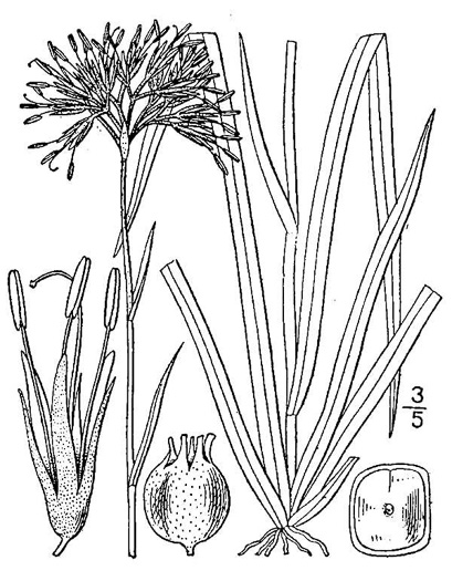 image of Lachnanthes caroliniana, Carolina Redroot