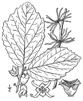 drawing of Hamamelis virginiana var. virginiana, American Witch-hazel, Northern Witch-hazel