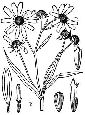 drawing of Helianthus angustifolius, Narrowleaf Sunflower, Swamp Sunflower