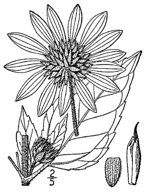 drawing of Helianthus annuus, Common Sunflower, Mirasol